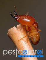 Termite Inspection Sydney image 4